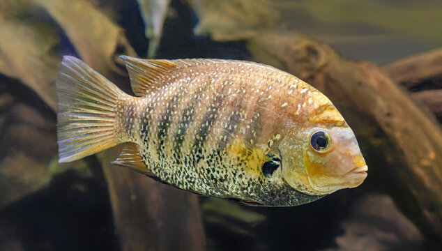 Close-up view of a Green chromide (Etroplus suratensis)