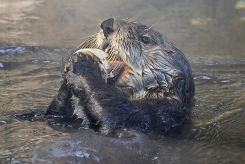 Naklejka premium Close up view of a sea otter (Enhydra lutris) who enjoys a meal of fish