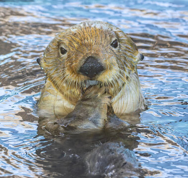 Frontal Close up view of a sea otter (Enhydra lutris)