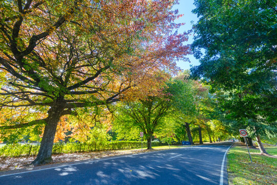 The famous entrance into Bright on an autumn morning, along the Great Alpine Rd in Victoria