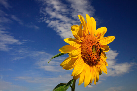 Leuchtend gelbe Sonnenblume mit Biene vor strahlend blauem Himmel