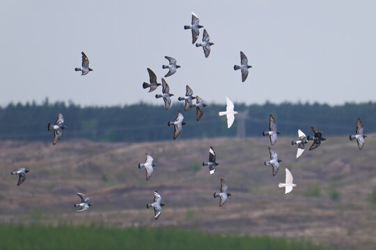 Haustauben Schwarm im Flug	