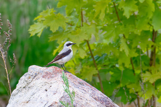 Steinschm&auml;tzer (Oenanthe oenanthe) M&auml;nnchen in Brandenburg im Fr&uuml;hjahr	
