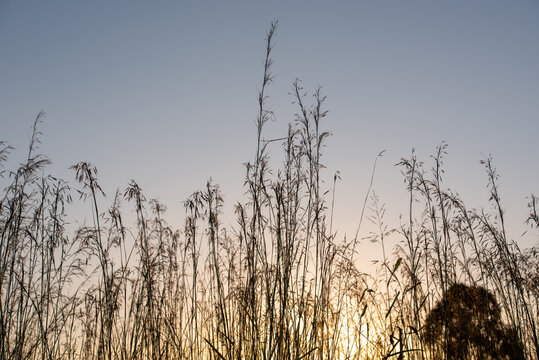 Australian grass silhouetted at sunrise with glowing sky
