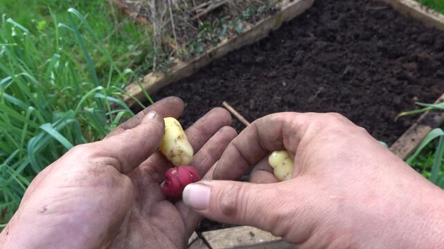 Close up of a man's hands holding colourful oca tubers (Oxalis tuberosa) preparing them for planting