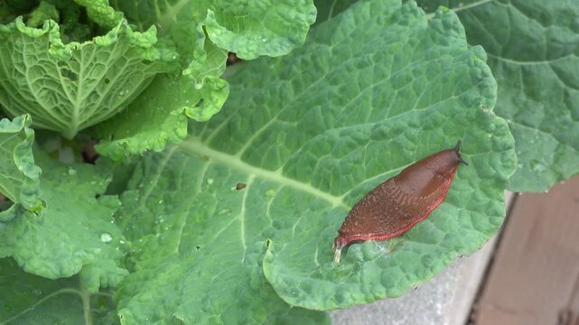 Close up of a slug crawling on a green cabbage leaf in an organic family garden agricultural pest damage concept