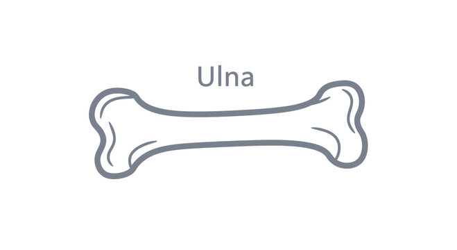 Simple Line Drawing of the Ulna Bone, Human Anatomy Illustration