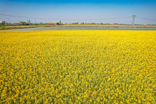 Aerial view of a vast field of blooming yellow rapeseed flowers and flooded rice paddies under a clear blue sky near the town of Trino, Piedmont, Italy.