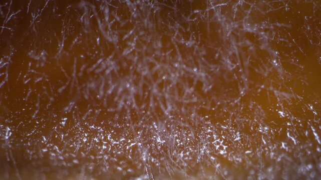 Oyster Mushroom Mycelium Growing on Nutrient Medium, Extreme Macro Timelapse, 4K