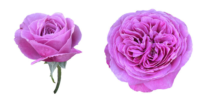 Purple Rose Blooms Top and Profile View