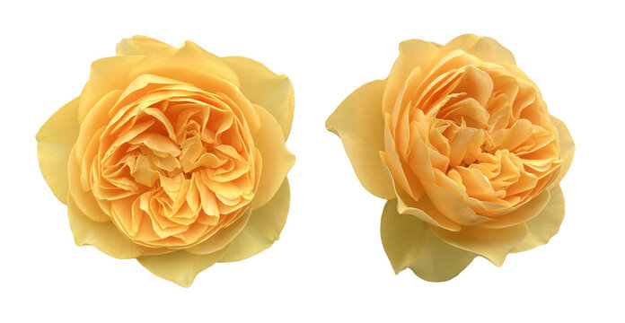 Yellow English Rose Flowers Close Up