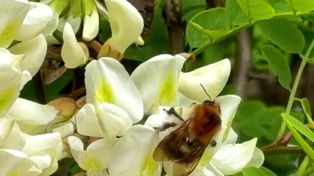 Bumblebee Foraging on White Acacia Flowers &ndash; Nature Pollination Close-Up Footage