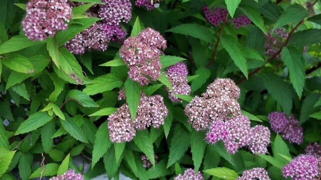 pink spiraea japonica pink plants flowers