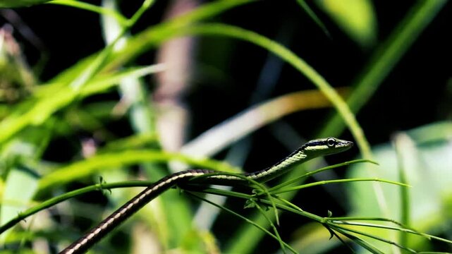 Slender bronzeback tree snake moving gracefully over green plant stems in bright daylight