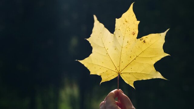 Contrasting autumn yellow maple leave in a woman hand in sunlight and glare on a dark blurred background of trees. Autumnal concept.