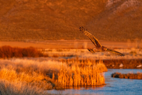 Harrier Hawk hunting over river at sunset