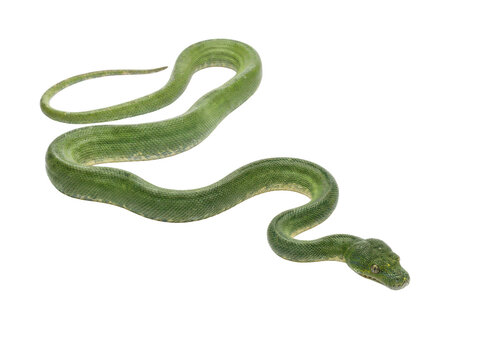A slender green tree python coiled elegantly against a stark white background, showcasing its vibrant emerald scales in a studio shot.