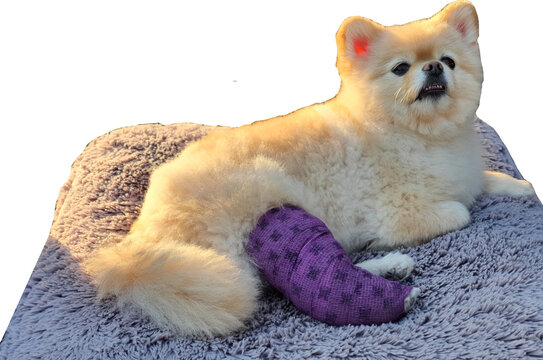 Small Pomeranian dog resting with a purple leg cast after surgery