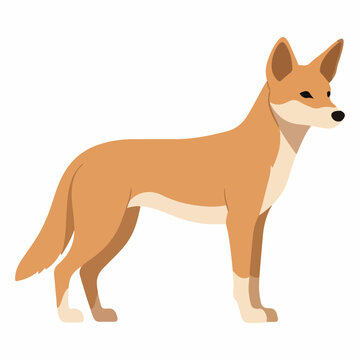 Illustration of a dingo standing profile view.