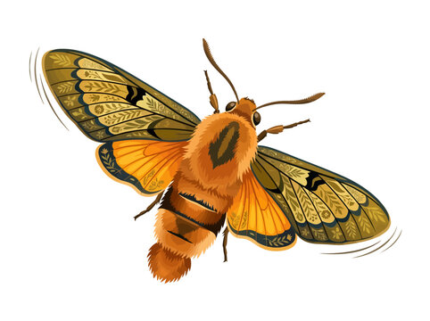 A detailed digital illustration of a vibrant orange and brown moth in flight.