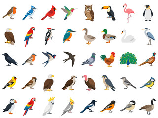 Obraz premium A comprehensive collection of various bird species illustrated in a flat vector style.