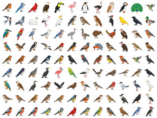 Obraz premium A comprehensive collection of various bird species illustrated in a flat vector style.