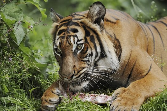 Sumatran tiger (Panthera tigris sumatrae), feeding, captive, occurring on Sumatra, Indonesia