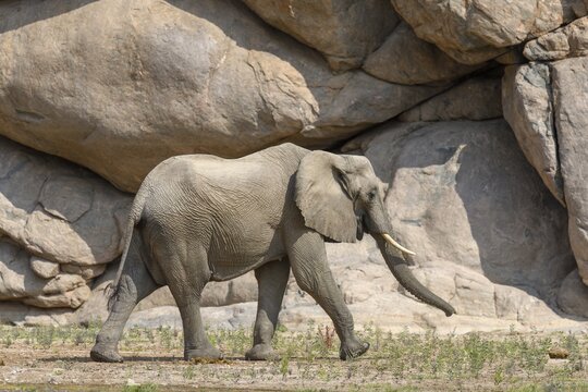 Desert elephant (Loxodonta africana) in the Hoarusib dry river, Kaokoveld, Kunene region, Namibia