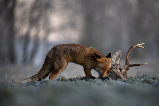 Red fox (Vulpes vulpes) eats on dead deer in winter, Eifel, Rhineland-Palatinate, Germany