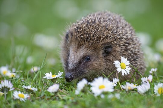 Cute hedgehog, brown-breasted hedgehog (Erinaceus europaeus) in the garden, Vechta, Lower Saxony, Germany