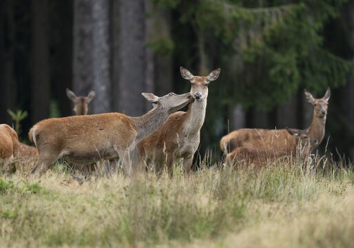 Red deer (Cervus elaphus) hind, red deer and slender deer standing on a forest meadow, social behaviour, captive, Germany