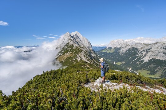 Hiker on the ridge of the Mieminger Kette between mountain pines, in the background summit of the Karkopf and Hochwand, hiking trail crossing the Hohe Munde, Mieminger Kette, Tyrol, Austria