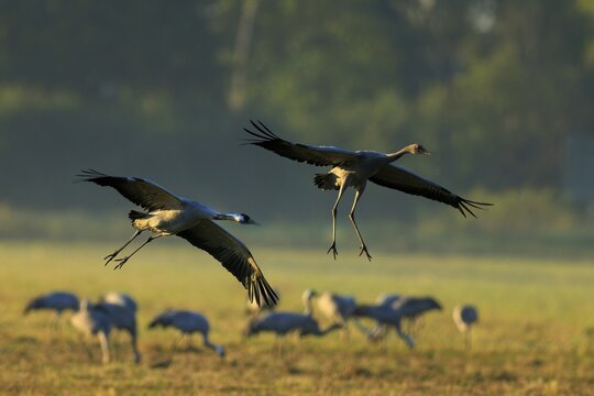 Two cranes flying over a meadow with other birds in the background, crane (Grus grus) wildlife, Western Pomerania Lagoon Area National Park, Zingst, Mecklenburg-Western Pomerania, Germany