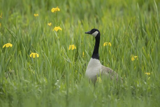 Canada goose (Branta canadensis) adult bird stood in a wetland meadow with yellow iris flowers in spring, RSPB Minsmere nature reserve, Suffolk, England, United Kingdom