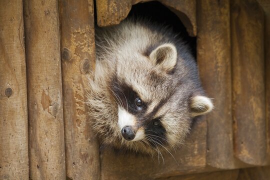 North American raccoon (Procyon lotor) looking out of hiding place, Thuringia, Germany