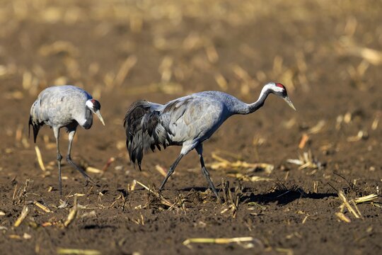 Two cranes walk side by side in a field, crane (Grus grus) wildlife, Western Pomerania Lagoon Area National Park, Zingst, Mecklenburg-Western Pomerania, Germany