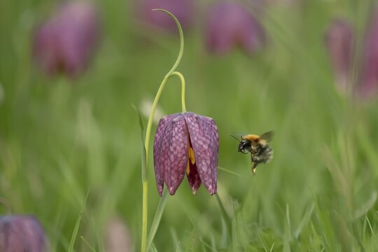 Common carder bumblebee (Bombus pascuorum) adult bee insect flying to a Snake's head fritillary (Fritillaria meleagris) flower in spring, Suffolk, England, United Kingdom