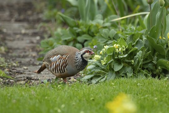 Red legged or French partridge (Alectoris rufa) adult bird on an urban garden lawn, England, United Kingdom