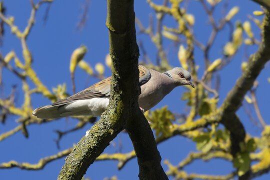 Turtle dove (Streptopelia turtur) adult bird on a tree branch in spring, England, United Kingdom