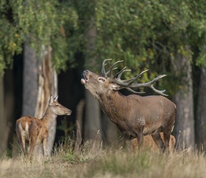 Red deer (Cervus elaphus) standing in a forest meadow and roaring, captive, Germany