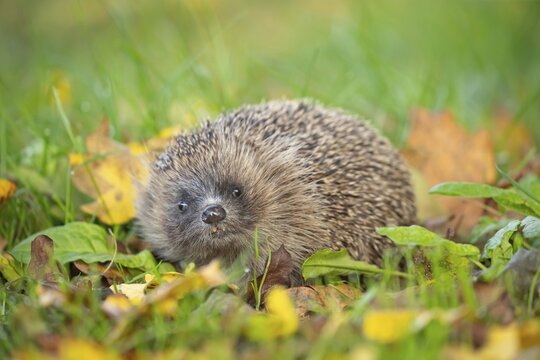 European hedgehog (Erinaceus europaeus) adult animal amongst fallen autumn leaves on a garden lawn, England, United Kingdom