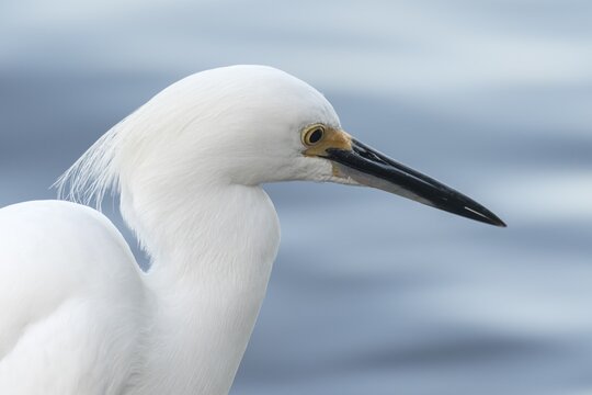 Snowy egret (egretta thula), portrait, Ding Darling National Wildlife Refuge, Sanibel Island, Florida, USA