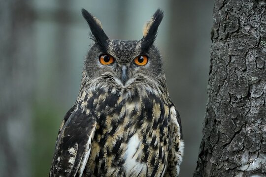 Eurasian eagle-owl (Bubo bubo), sitting on a tree, Czech Republic