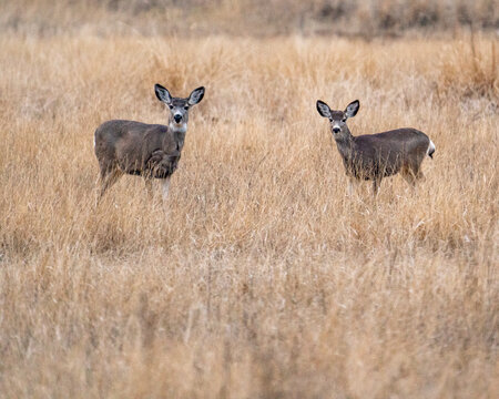 Two mule deer in grassy field