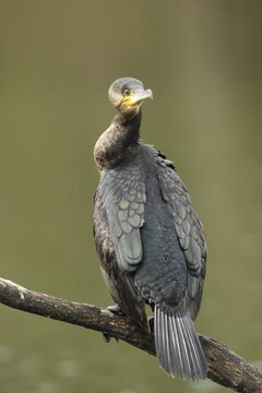 Great cormorant (Phalacrocorax carbo) sitting on a branch above the water and securing with its neck craned backwards, Allg&auml;u, Bavaria, Germany