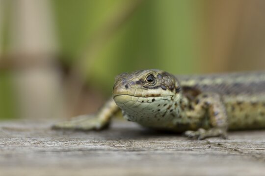 Common lizard (Zootoca vivipara) adult reptile basking on a wooden sleeper, England, United Kingdom