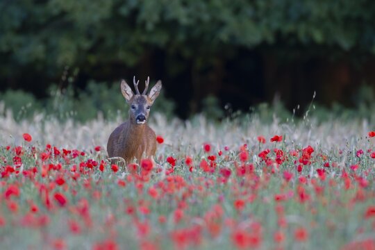 Roe deer (Capreolus capreolus) adult male buck in a farmland cereal crop in the summer with red poppy flowers, England, United Kingdom