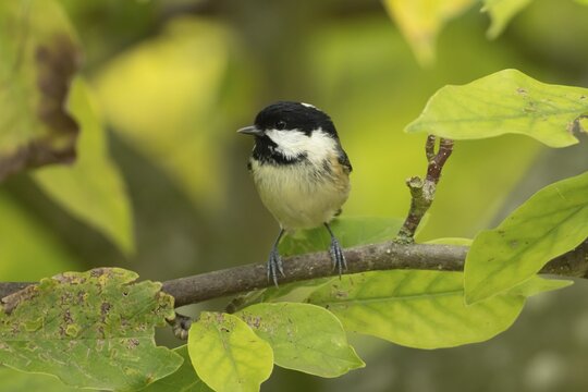 Coal tit (Periparus ater) adult garden bird on a magnolia tree with autumn colour leaves, England, United Kingdom