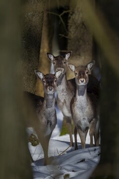 Three damas (Dama dama) are looking attentively out of the wintry spruce forest, winter, snow, Germany