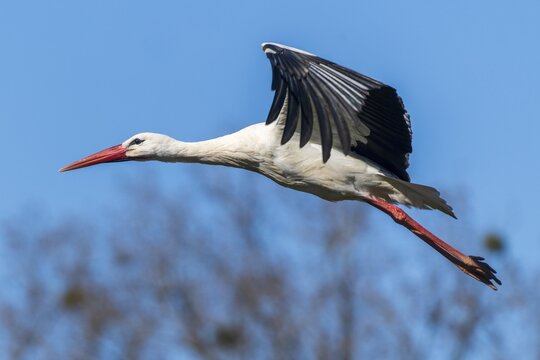A stork flies fast through the sky, wings pulled back, white stork (Ciconia ciconia), wildlife, Germany